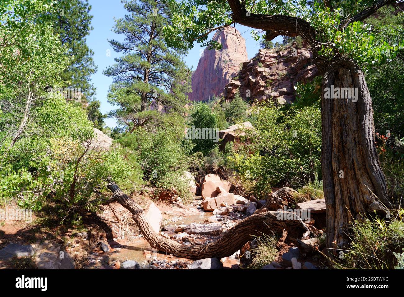Taylor Creek Trail - Parc national de Zion Banque D'Images