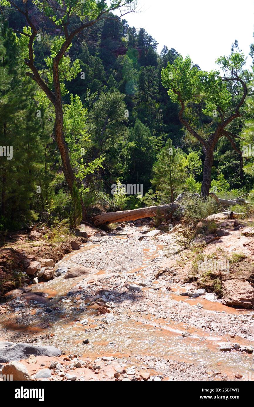 Taylor Creek Trail - Parc national de Zion Banque D'Images