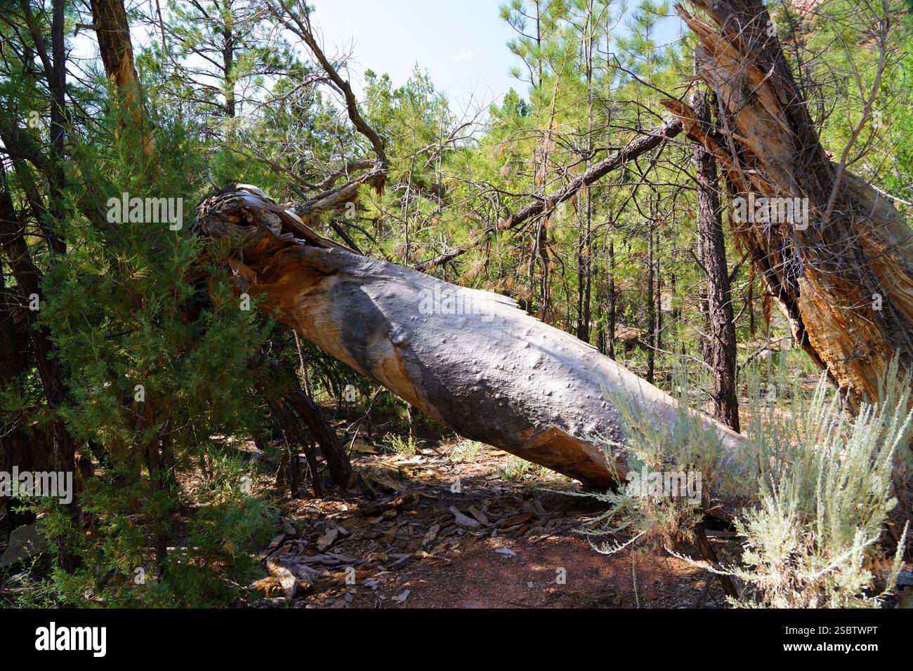 Taylor Creek Trail - Parc national de Zion Banque D'Images