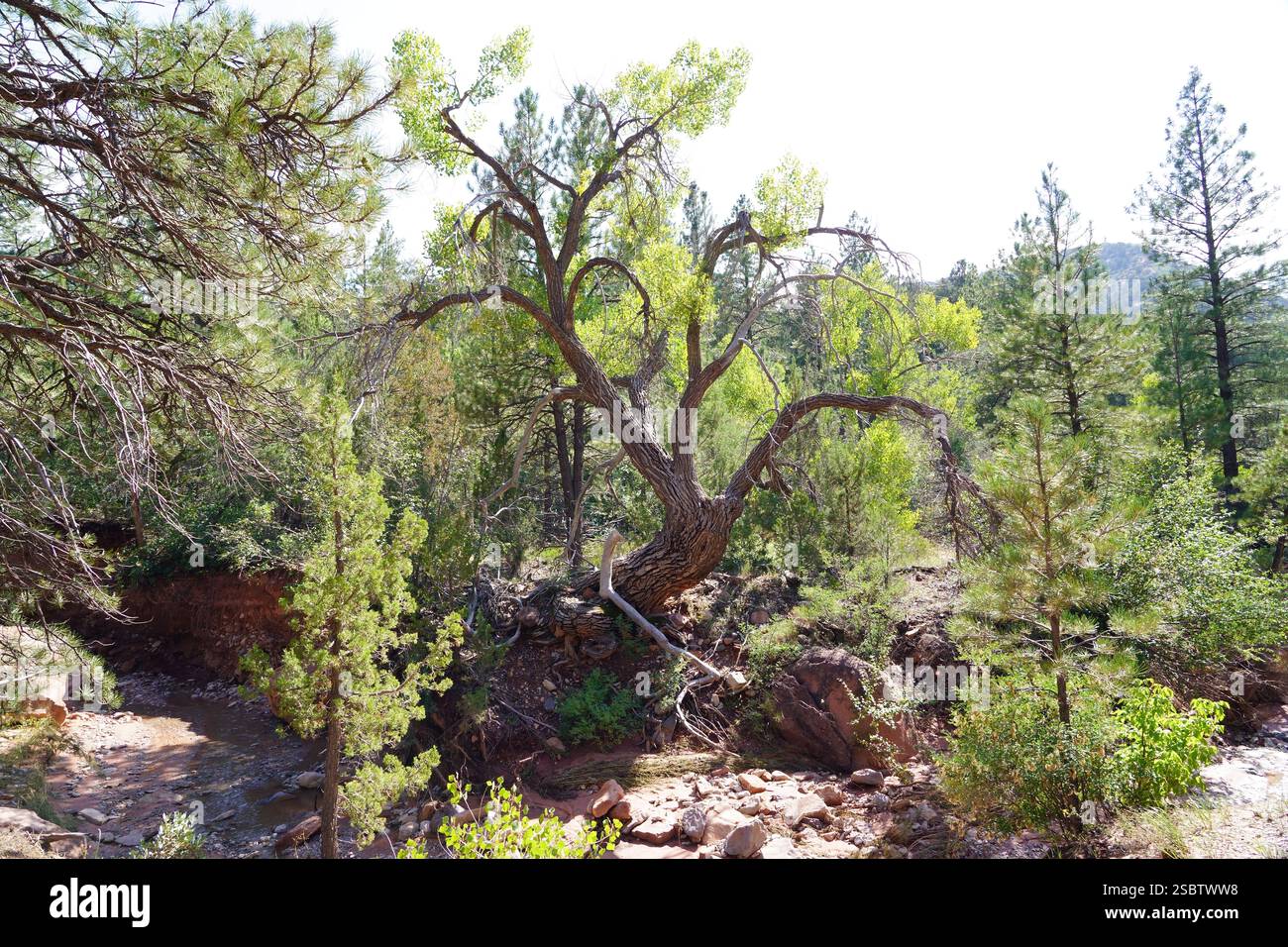 Taylor Creek Trail - Parc national de Zion Banque D'Images