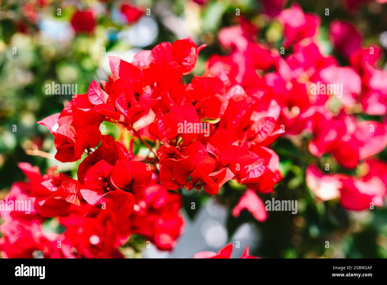 Fleurs d'un bougainvillier rouge, Santorin, Grèce Banque D'Images