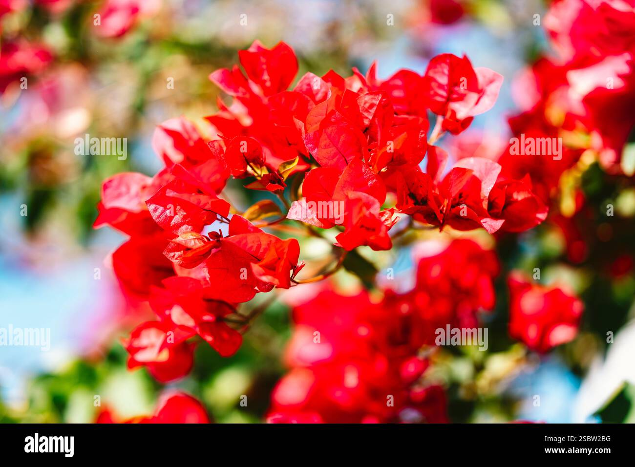 Fleurs d'un bougainvillier rouge, Santorin, Grèce Banque D'Images