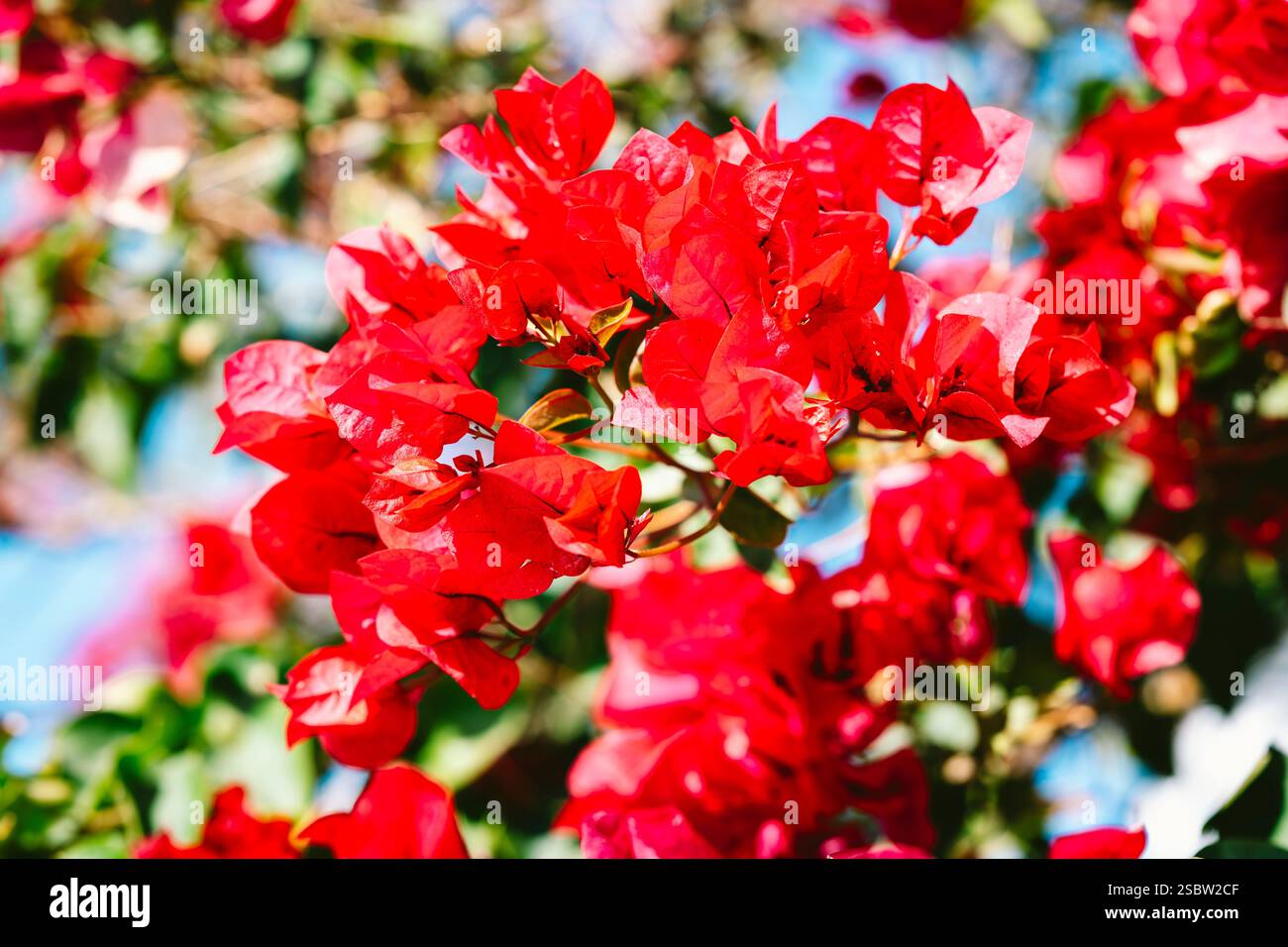 Fleurs d'un bougainvillier rouge, Santorin, Grèce Banque D'Images