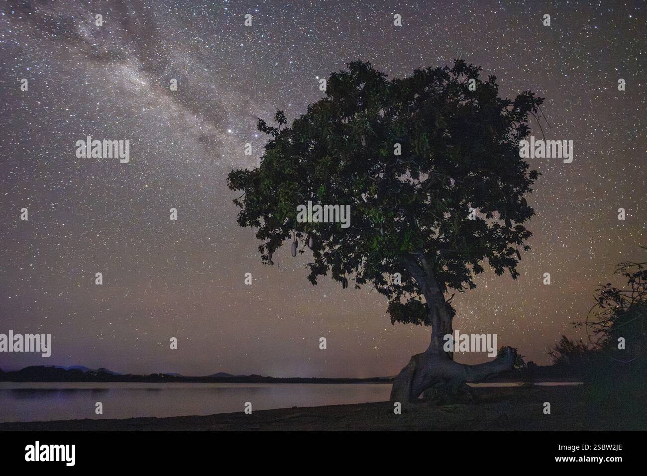 Arbre à saucisses (Kigelia africana) sur la rive du lac Kazuni vu sous un ciel étoilé la nuit Banque D'Images