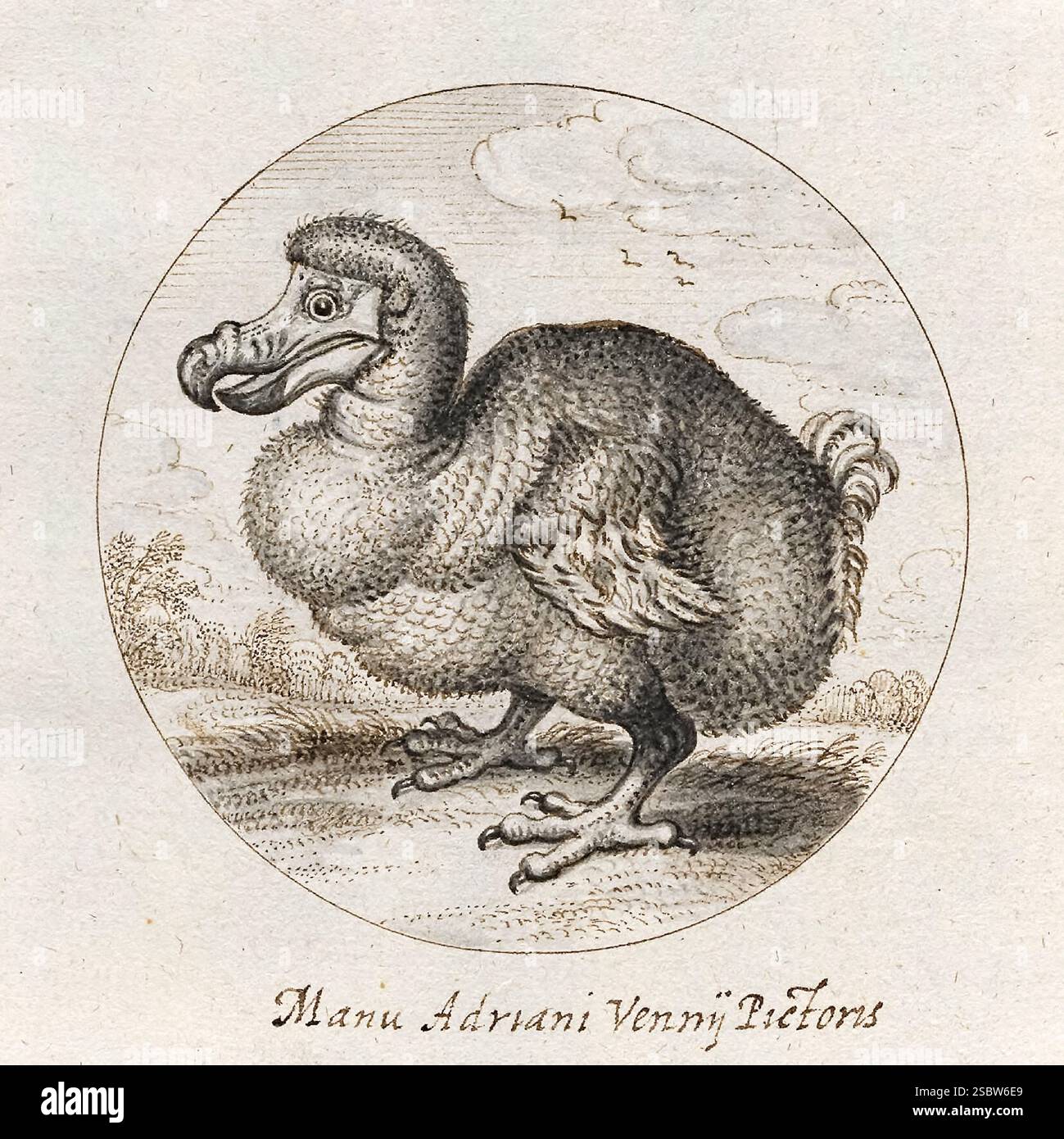 Dodo 1626 dessin au stylo de l'artiste néerlandais Adriaen Pietersz van de Venne (1589-1662) montrant une représentation controversée d'un oiseau mauricien éteint du VIIe siècle basée sur un spécimen vu à Amsterdam. Le pauvre dodo a cessé d'être en 1681. Photographie de l'œuvre originale dans Exoticorum libri decem (1605) par Carolus Clusius (1526-1609) dans la copie d'Utrecht du livre. Crédit : Universiteitsbibliotheek Utrecht / AF Fotografie Banque D'Images