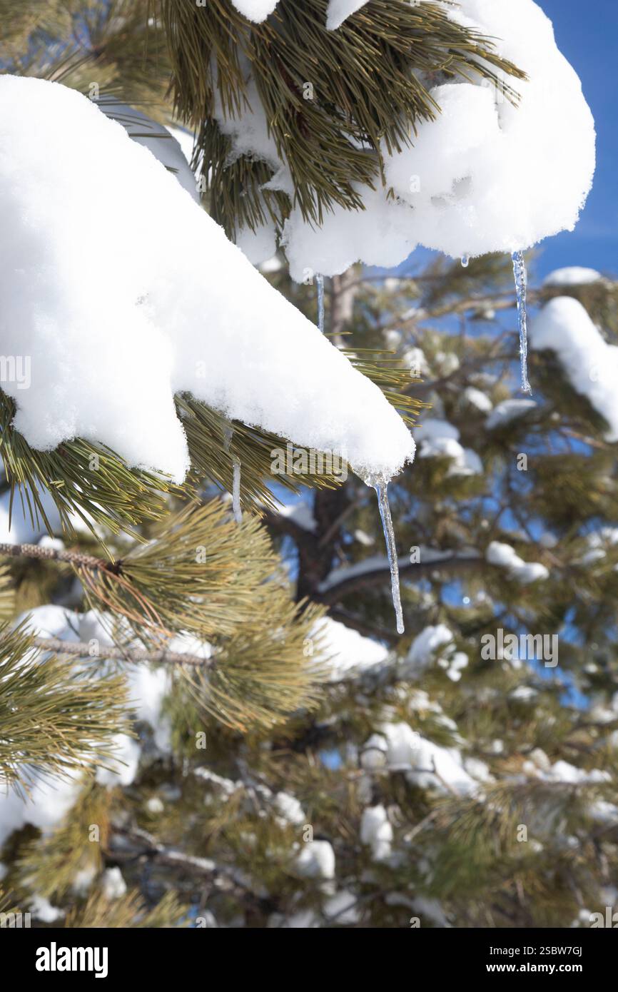 La neige commence à s'affaisser et à fondre tandis que le soleil réchauffe les glaçons qui se forment à partir de la branche du pin ponderosa. Banque D'Images
