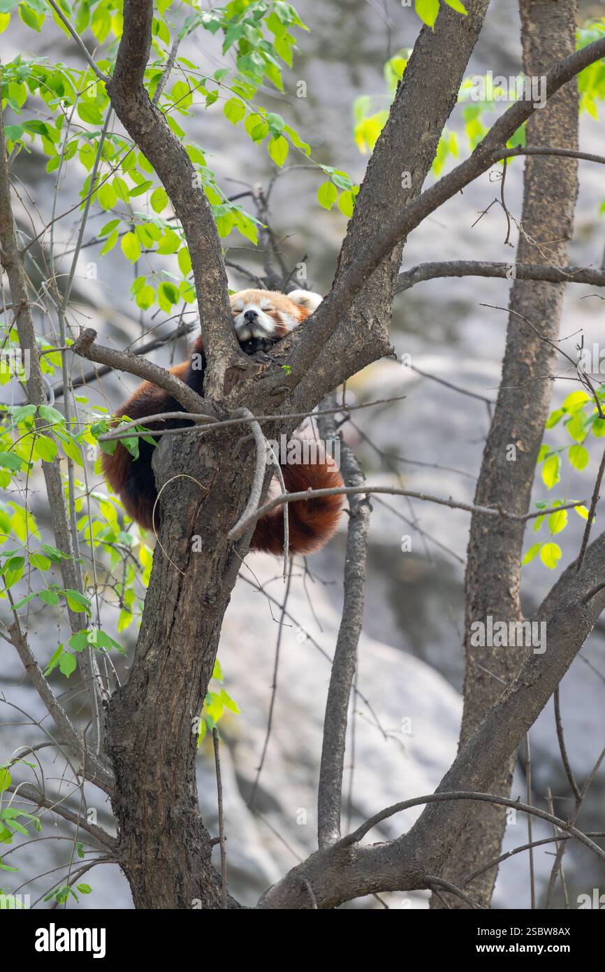 Un panda rouge détendu repose confortablement sur une branche d'arbre, entouré de feuilles vertes luxuriantes dans une atmosphère de forêt tranquille qui met en valeur la beauté Banque D'Images