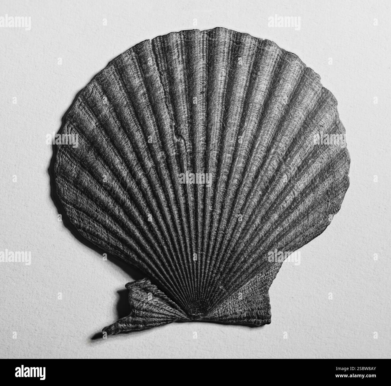 coquille noire en noir et blanc Banque D'Images