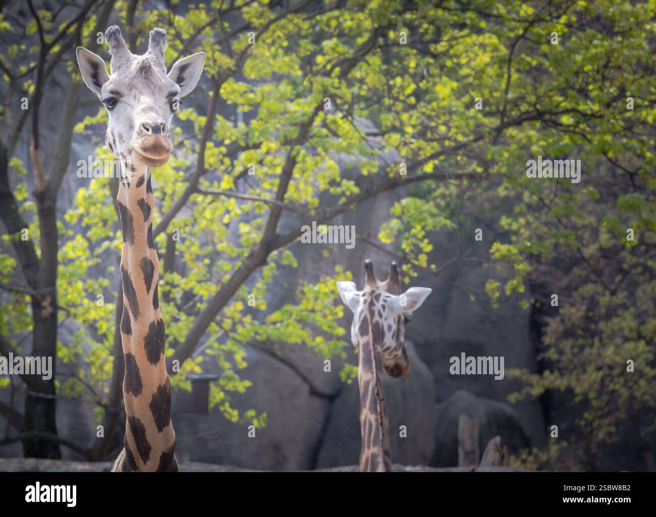 Deux girafes capturées dans un environnement forestier serein, mettant en valeur la beauté de la nature et la faune en harmonie. Banque D'Images