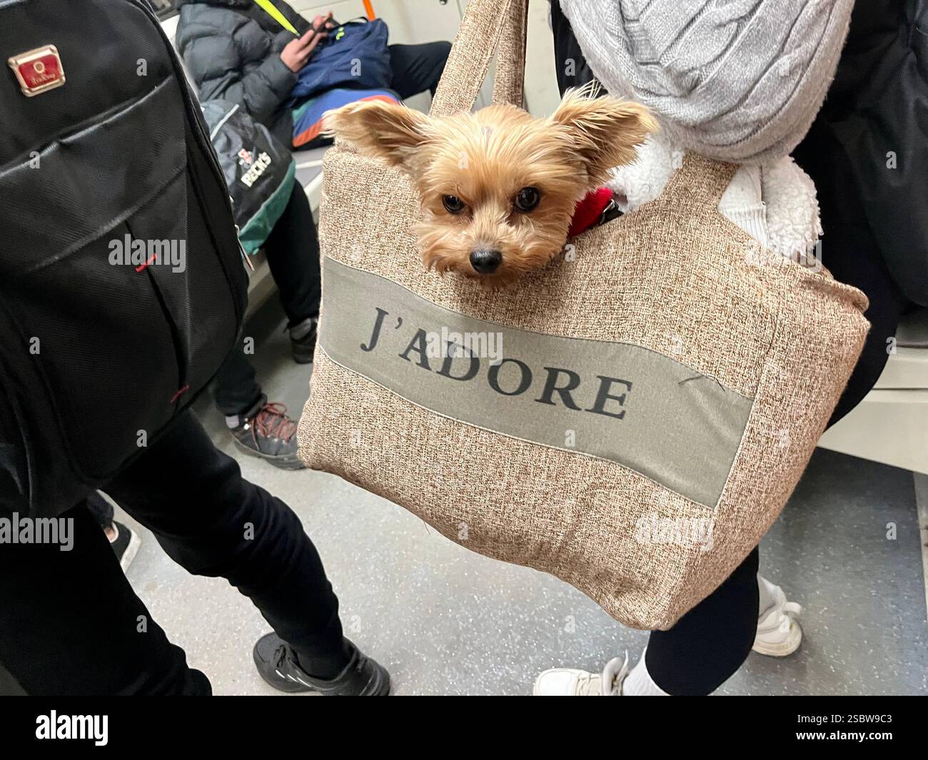 Adorable Yorkie Yorkshire Terrier chien jouet étant transporté dans un sac lors d'un voyage en métro Banque D'Images