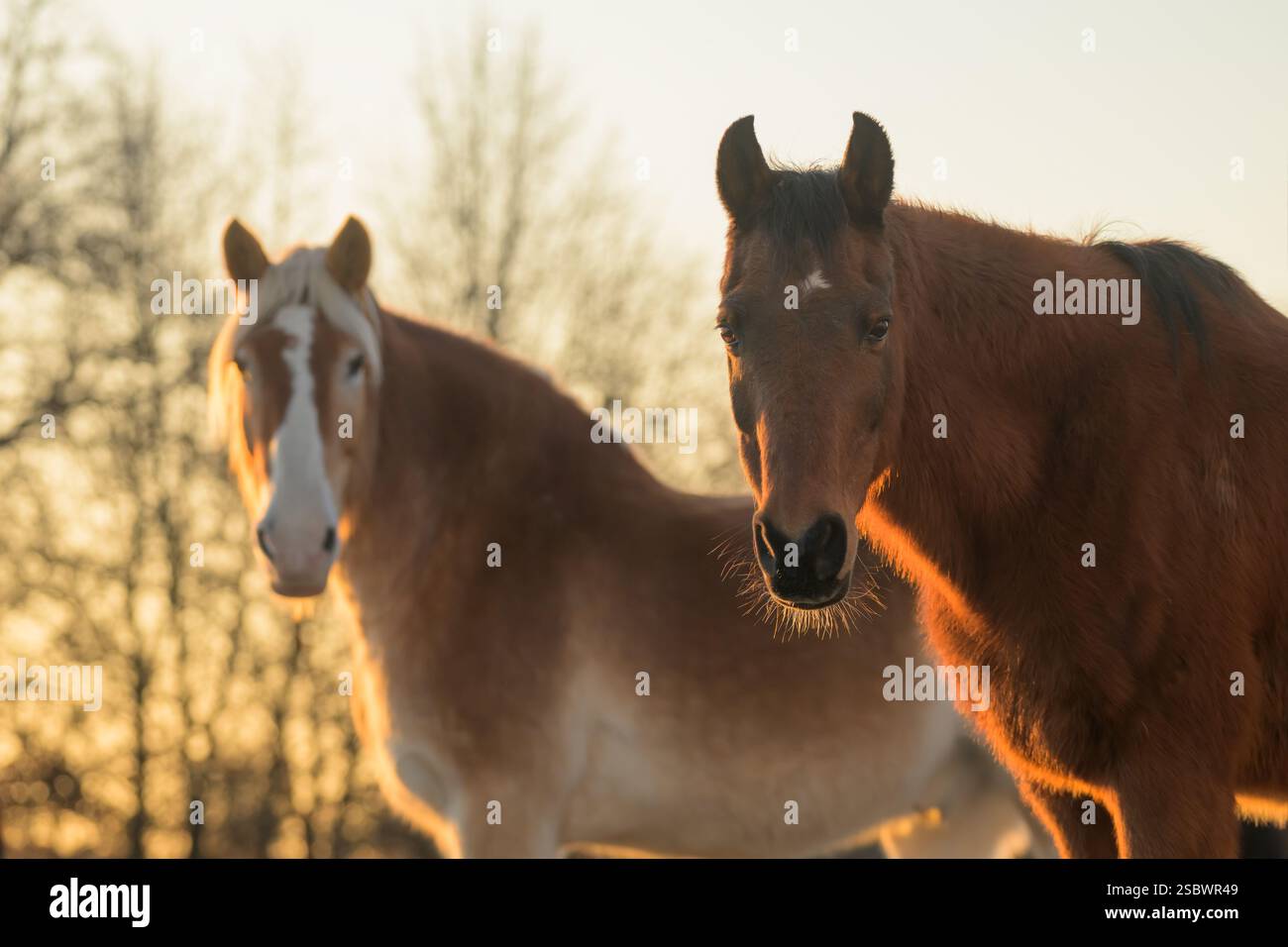 Un cheval arabe de baie regardant le spectateur par un froid matin d'hiver, avec un cheval de trait belge derrière lui ; côté éclairé par le lever du soleil Banque D'Images
