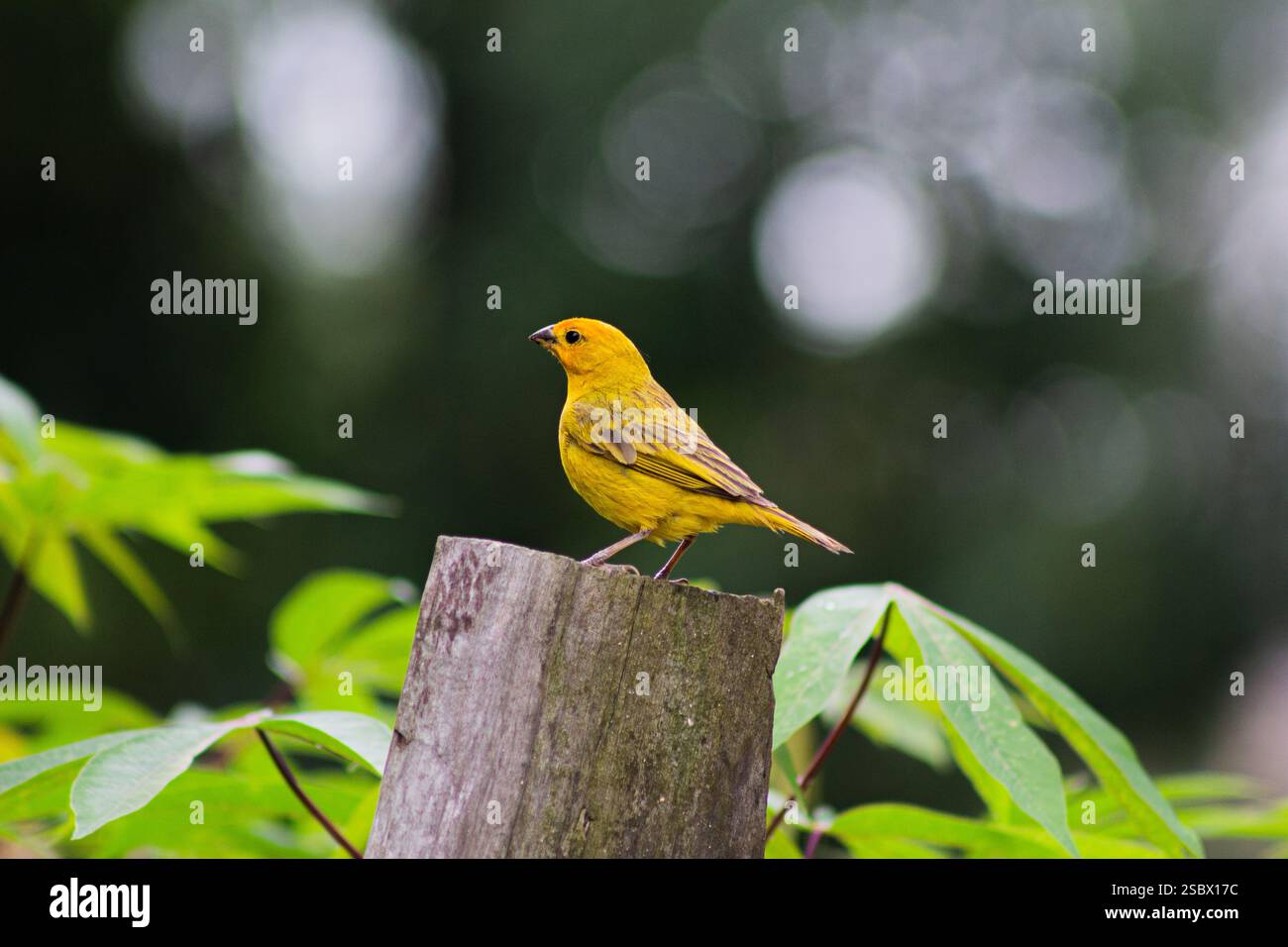 PÁSSARO - CANÁRIO DA TERRA Banque D'Images
