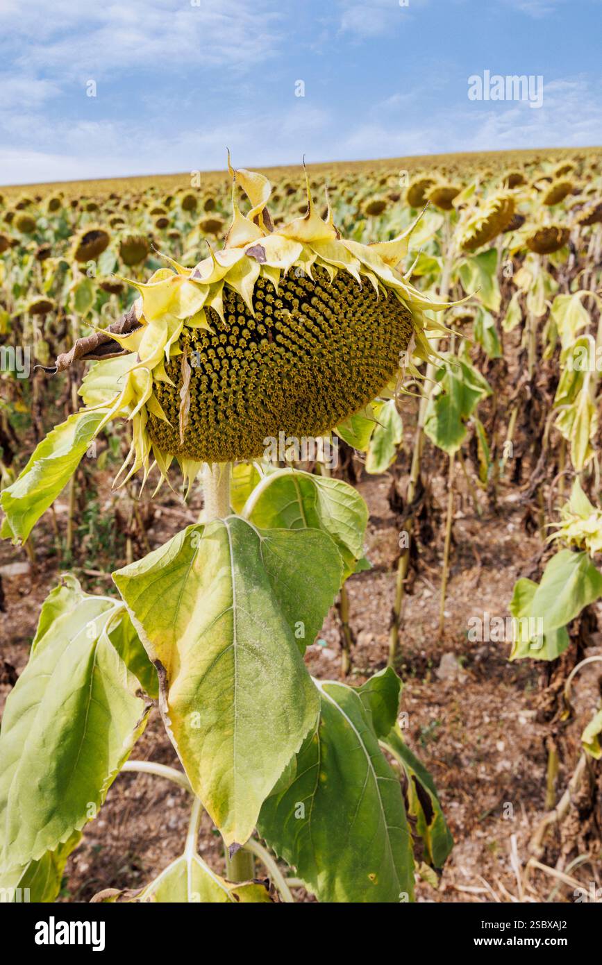Culture de tournesol, Fontette, aube, France Banque D'Images