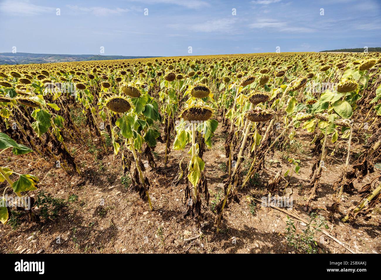 Culture de tournesol, Fontette, aube, France Banque D'Images