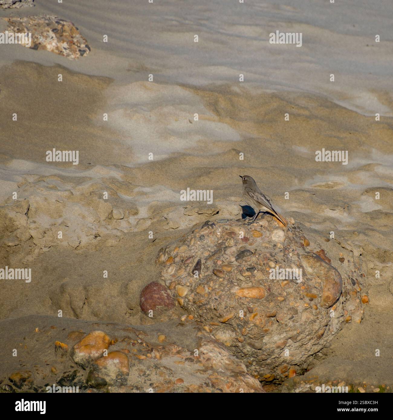 Phoenicurus ochruros (Phoenicurus ochruros) est un petit passereau du genre Phoenicurus Banque D'Images