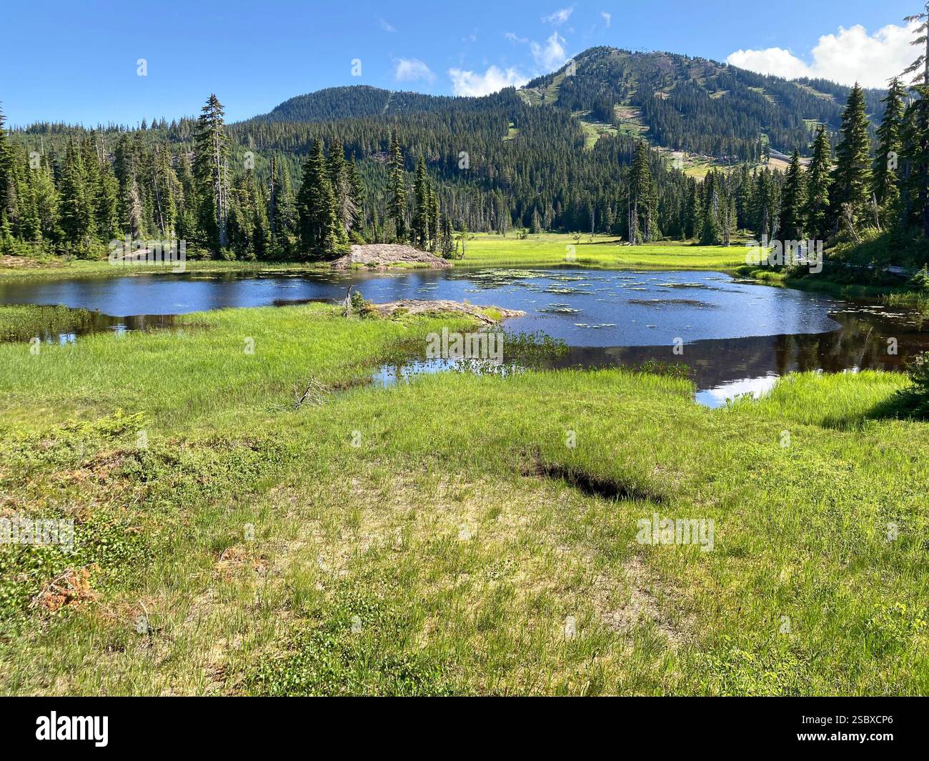 Vue depuis Paradise Meadows vers Mount Washington. Parc provincial Strathcona, île de Vancouver, Colombie-Britannique, Canada - Image de stock capturée avec un smartphone