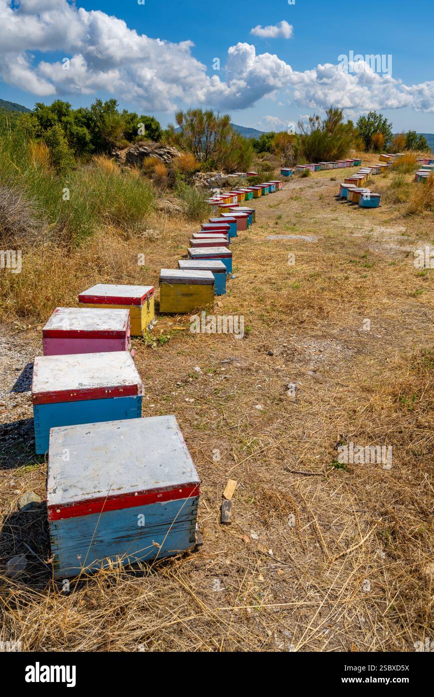 Ruches dans un champ près du village de montagne de Vizitsa près de Milies dans le Pélion Grèce Banque D'Images