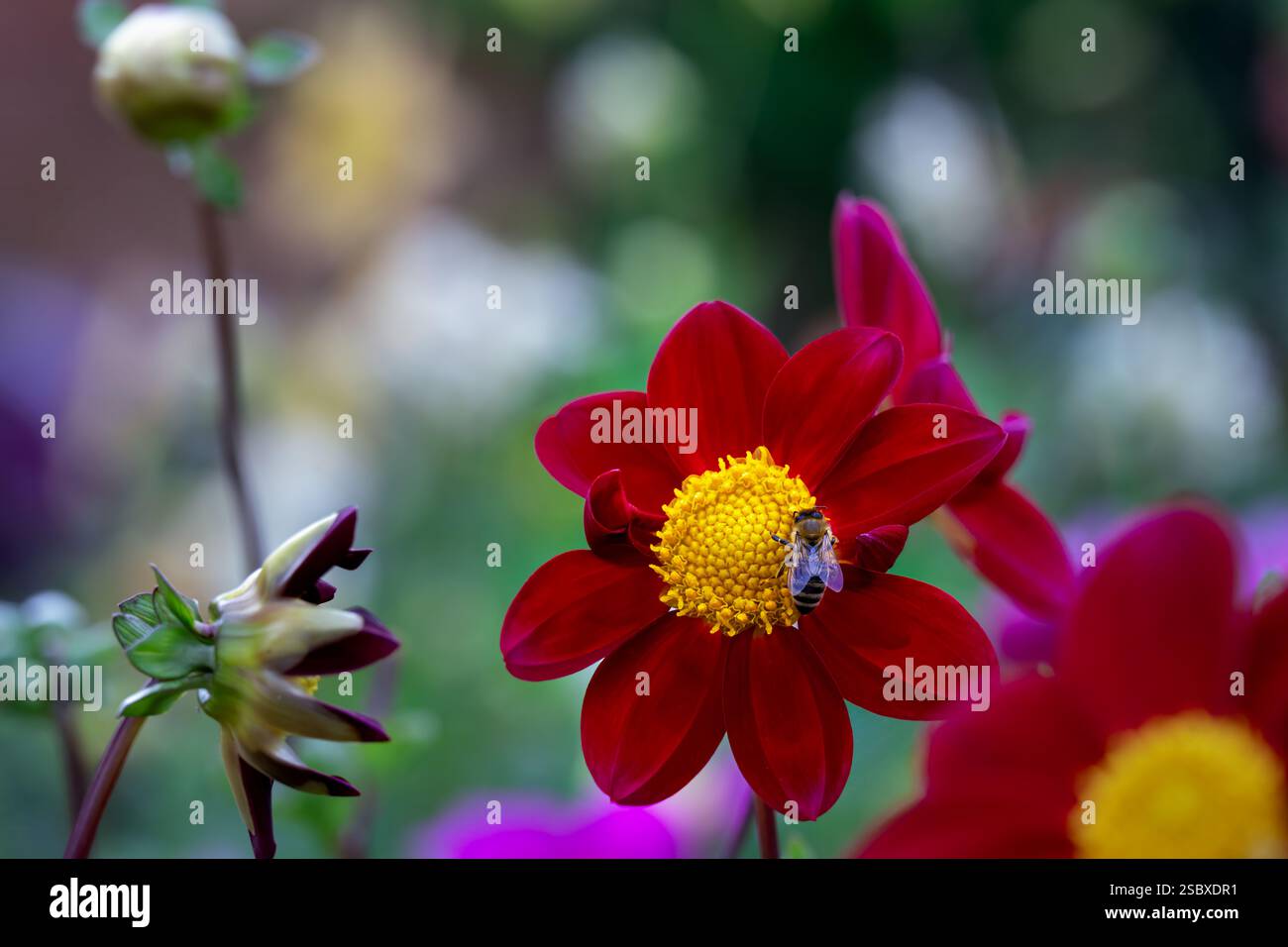 Abeille sur une fleur de dahlia rouge en été, gros plan Banque D'Images