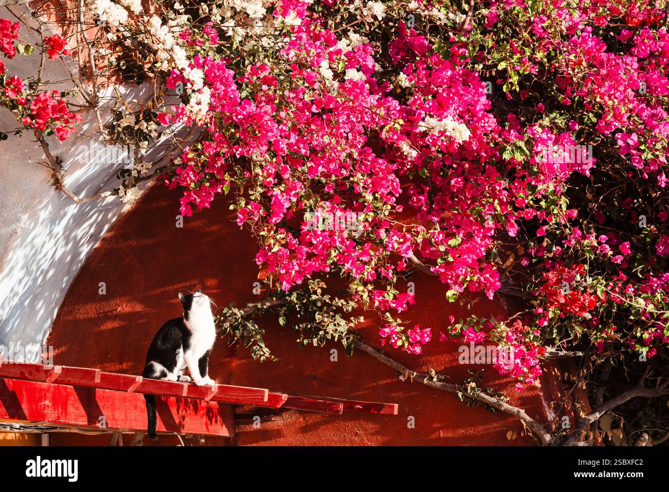 Un chat Tuxdedo noir et blanc est assis devant des fleurs de bougainvilliers rouges et blancs et regarde dans le soleil, Oia, Cyclades, Grèce Banque D'Images