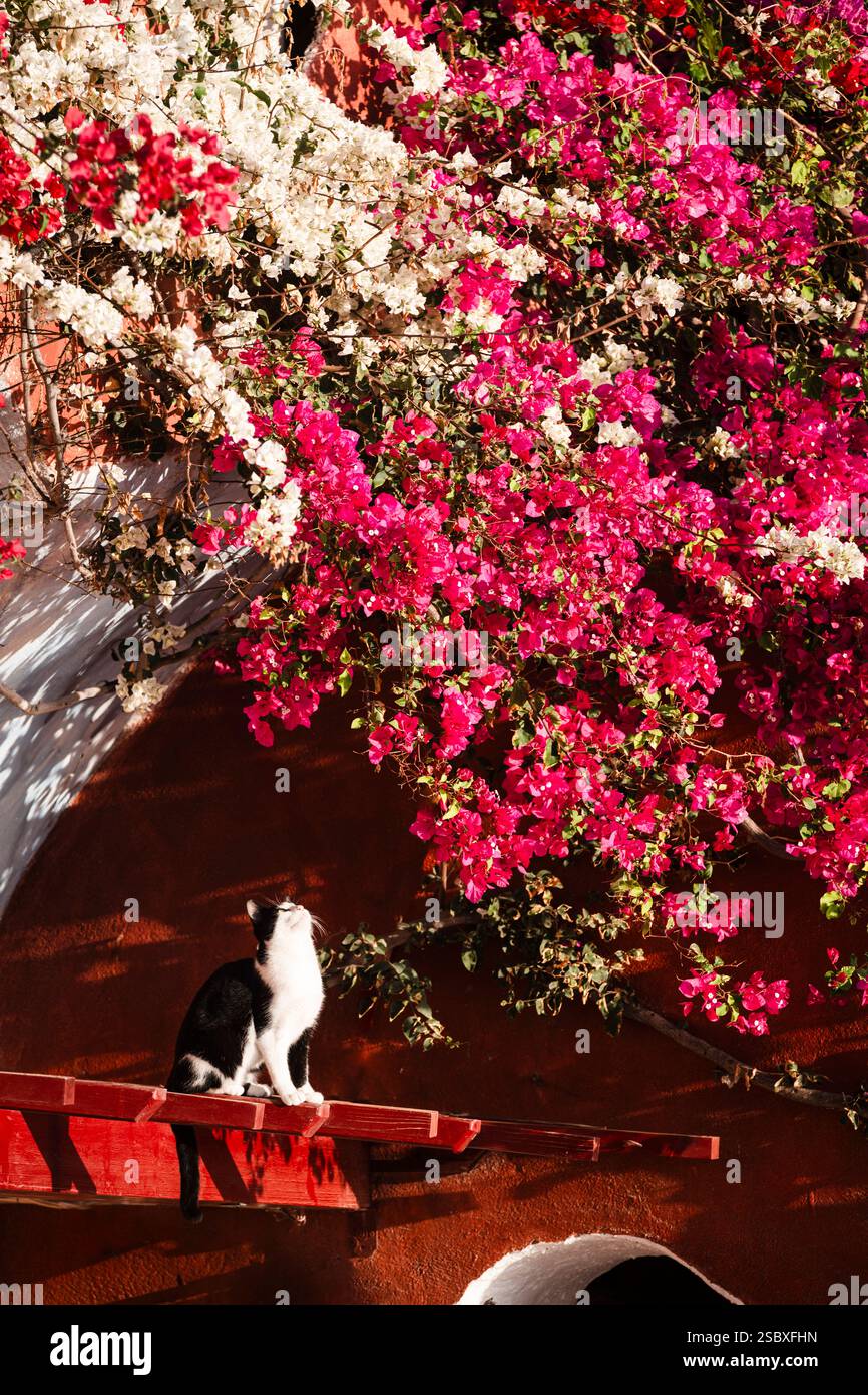 Un chat Tuxdedo noir et blanc est assis devant des fleurs de bougainvilliers rouges et blancs et regarde dans le soleil, Oia, Cyclades, Grèce Banque D'Images
