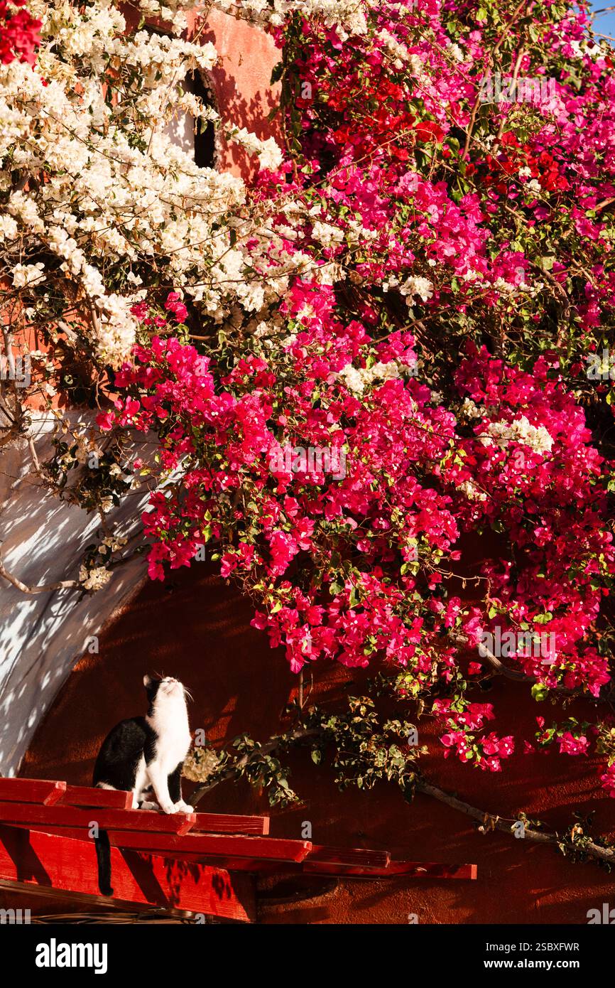 Un chat Tuxdedo noir et blanc est assis devant des fleurs de bougainvilliers rouges et blancs et regarde dans le soleil, Oia, Cyclades, Grèce Banque D'Images