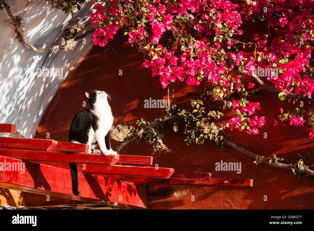 Un chat Tuxdedo noir et blanc est assis devant des fleurs de bougainvilliers rouges et blancs et regarde dans le soleil, Oia, Cyclades, Grèce Banque D'Images