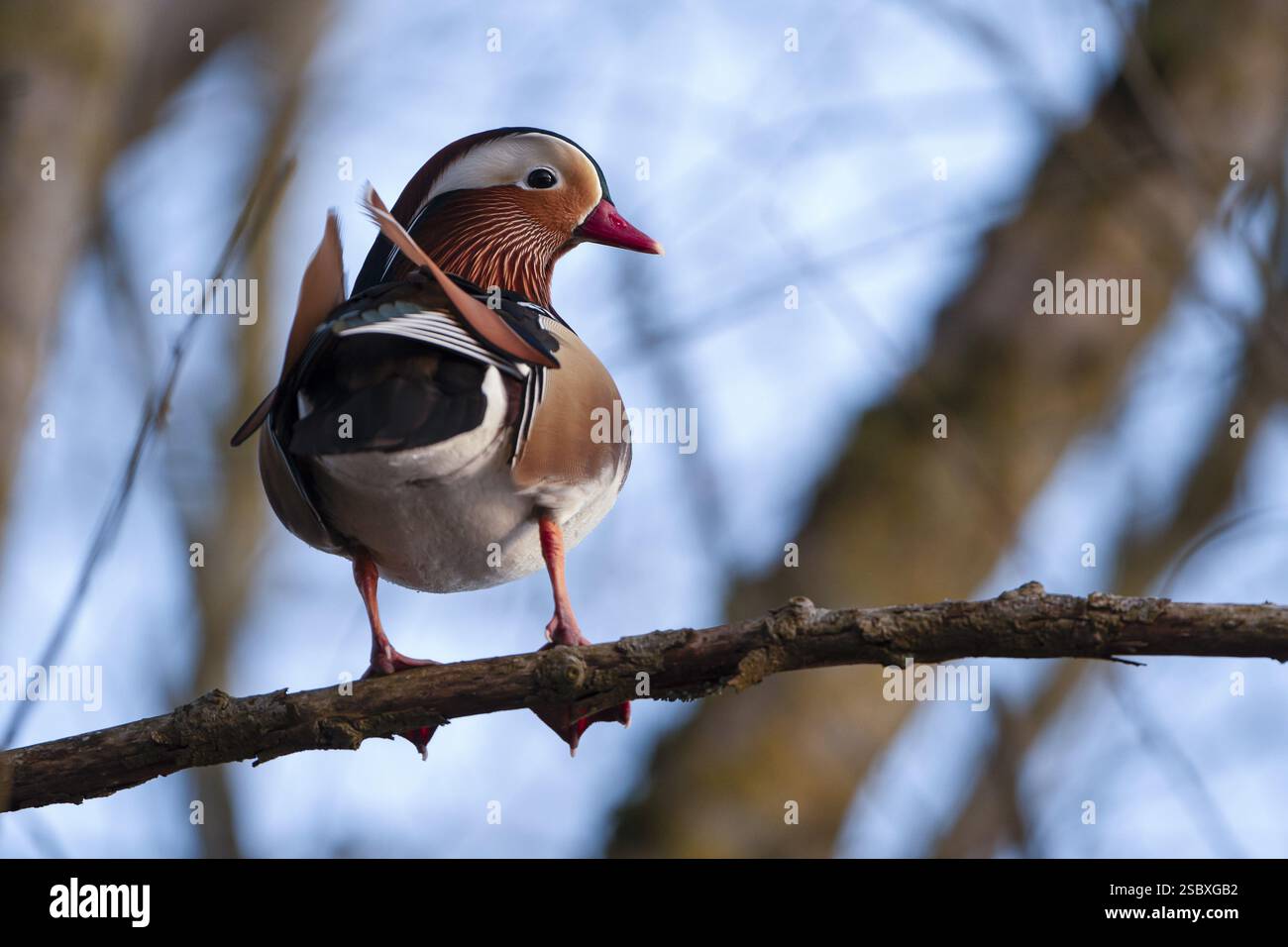 Canard mandarin (Aix galericulata), drake, assis sur une branche, haut dans un arbre, Heiligenhaus, Rhénanie du Nord-Westphalie, Allemagne, Europe Banque D'Images