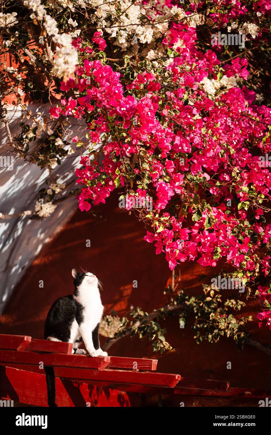 Un chat Tuxdedo noir et blanc est assis devant des fleurs de bougainvilliers rouges et blancs et regarde dans le soleil, Oia, Cyclades, Grèce Banque D'Images