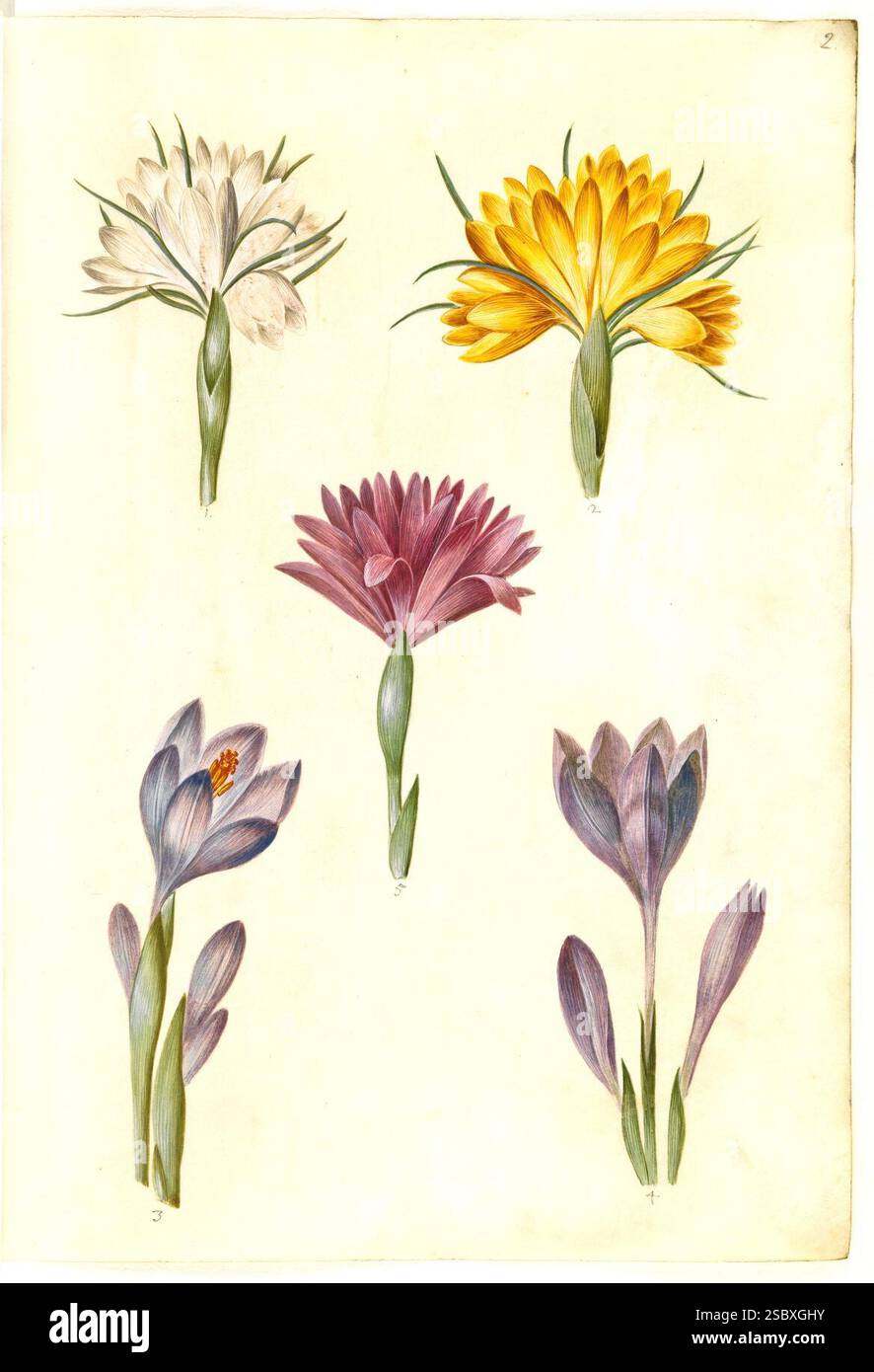 Hans Simon Holtzbecker, Crocus vernus vår-krokus ; Crocus angustifolius balkan-krokus ; Bulbocodium vernum vår-lysblomst , , Banque D'Images