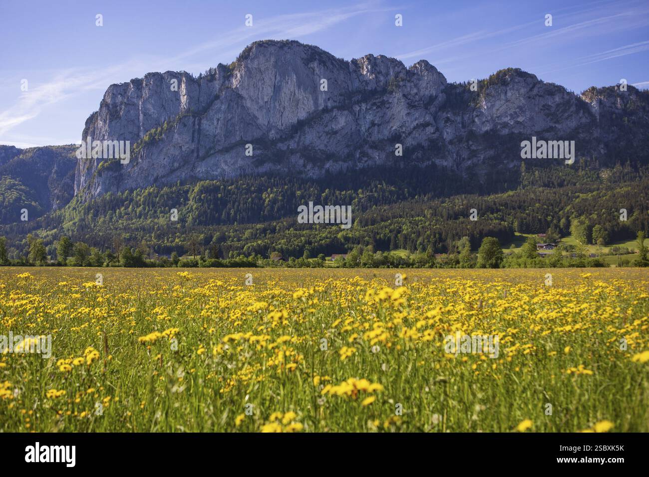Pré de fleurs de printemps avec Drachenwand, Mondseeland, Salzkammergut, haute-Autriche, Autriche, Europe Banque D'Images