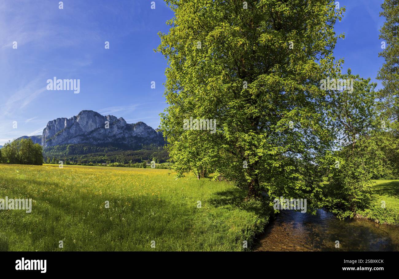 Fuschler Ache et prairie de fleurs de printemps avec Drachenwand, Mondseeland, Salzkammergut, haute-Autriche, Autriche, Europe Banque D'Images
