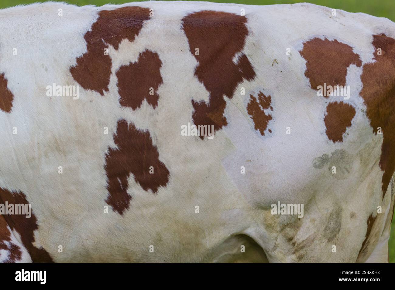 Motifs de vache. Un bétail frison Holstein qui paissait sur les pâturages alpins avec des érables, vallée de l'Eng, Autriche, Europe Banque D'Images