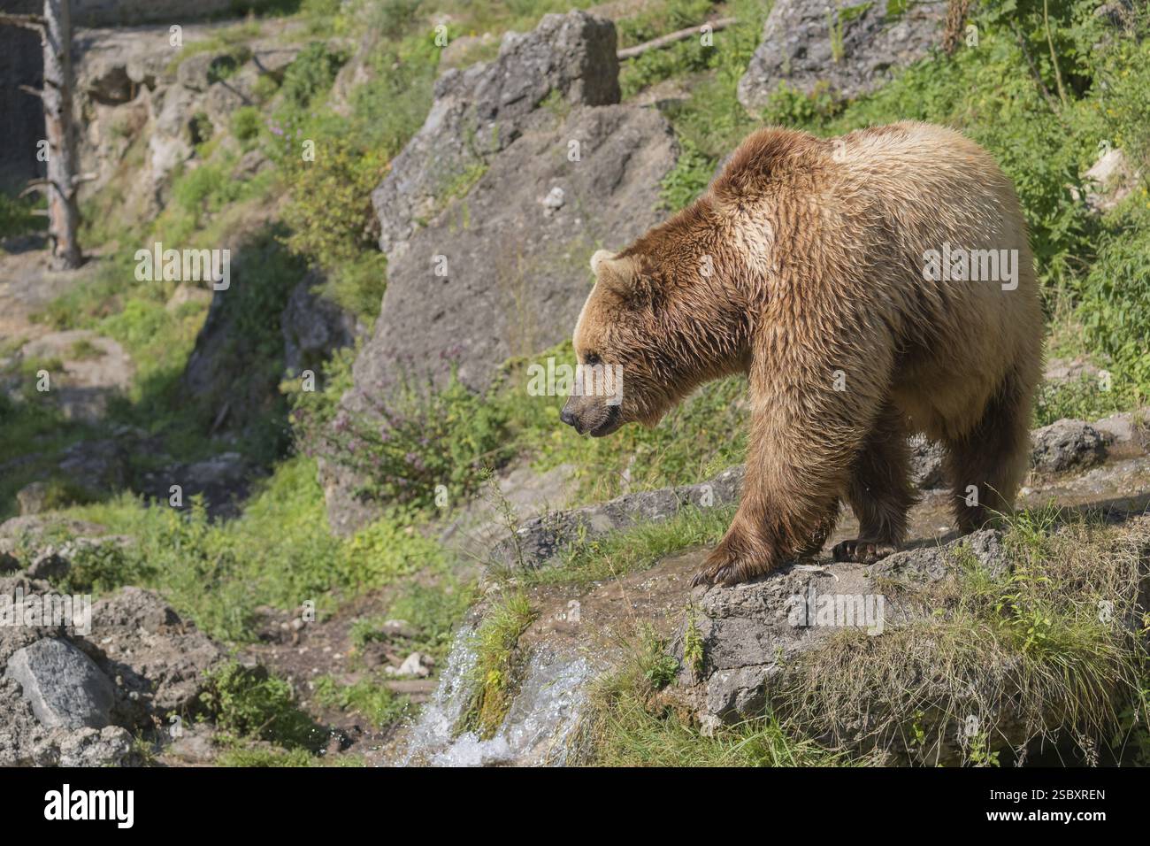 Un ours brun eurasien (Ursus arctos arctos) marchant sur une petite cascade d'eau et entre les rochers et la végétation verte dans la douce lumière du soir Banque D'Images