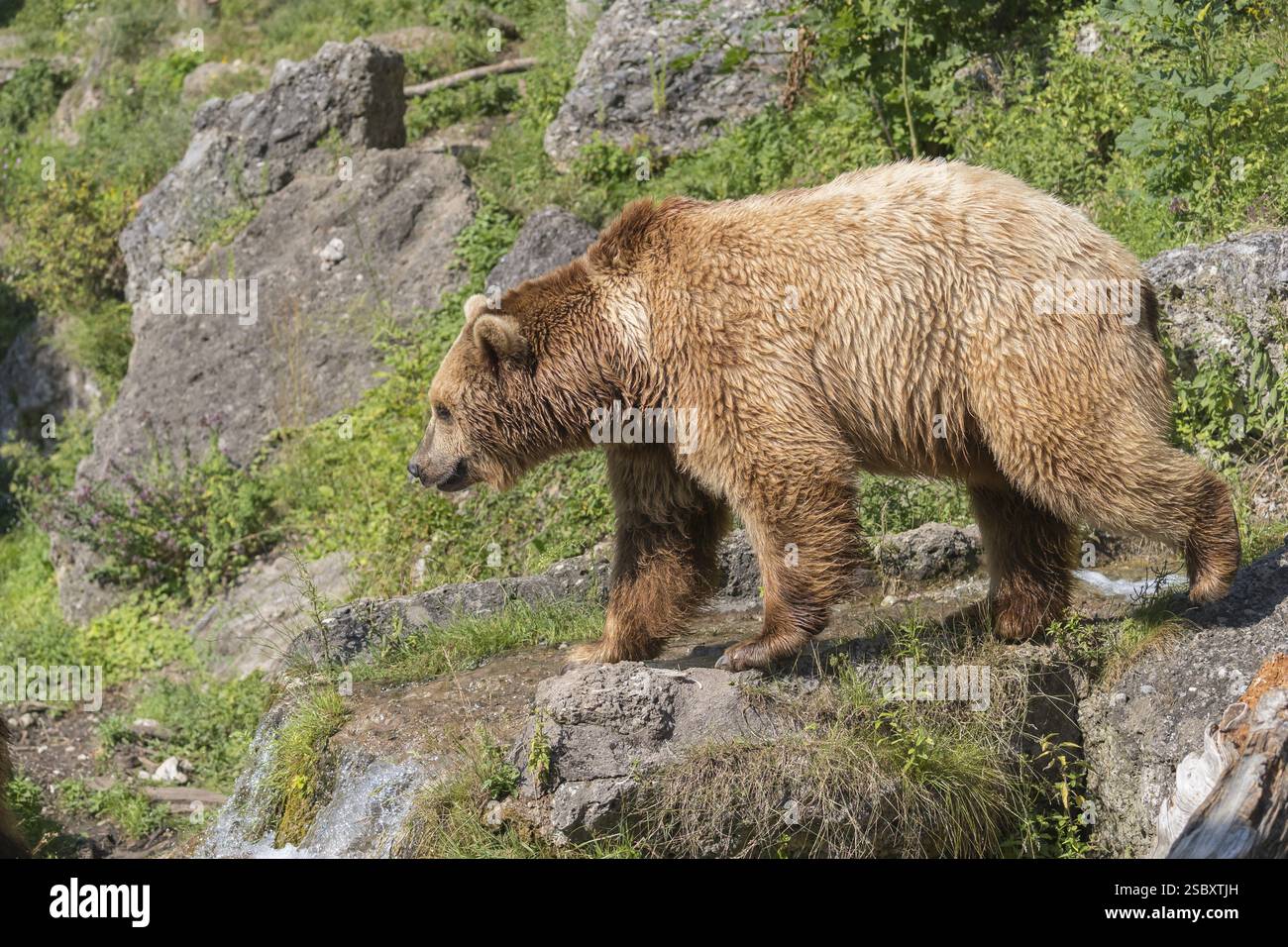 Un ours brun eurasien (Ursus arctos arctos) marchant sur une petite cascade d'eau et entre une végétation verte dans une douce lumière du soir Banque D'Images