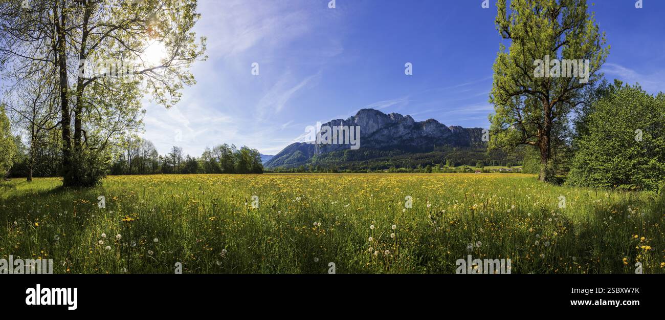 Pré de fleurs de printemps avec Drachenwand, Mondseeland, Salzkammergut, haute-Autriche, Autriche, Europe Banque D'Images