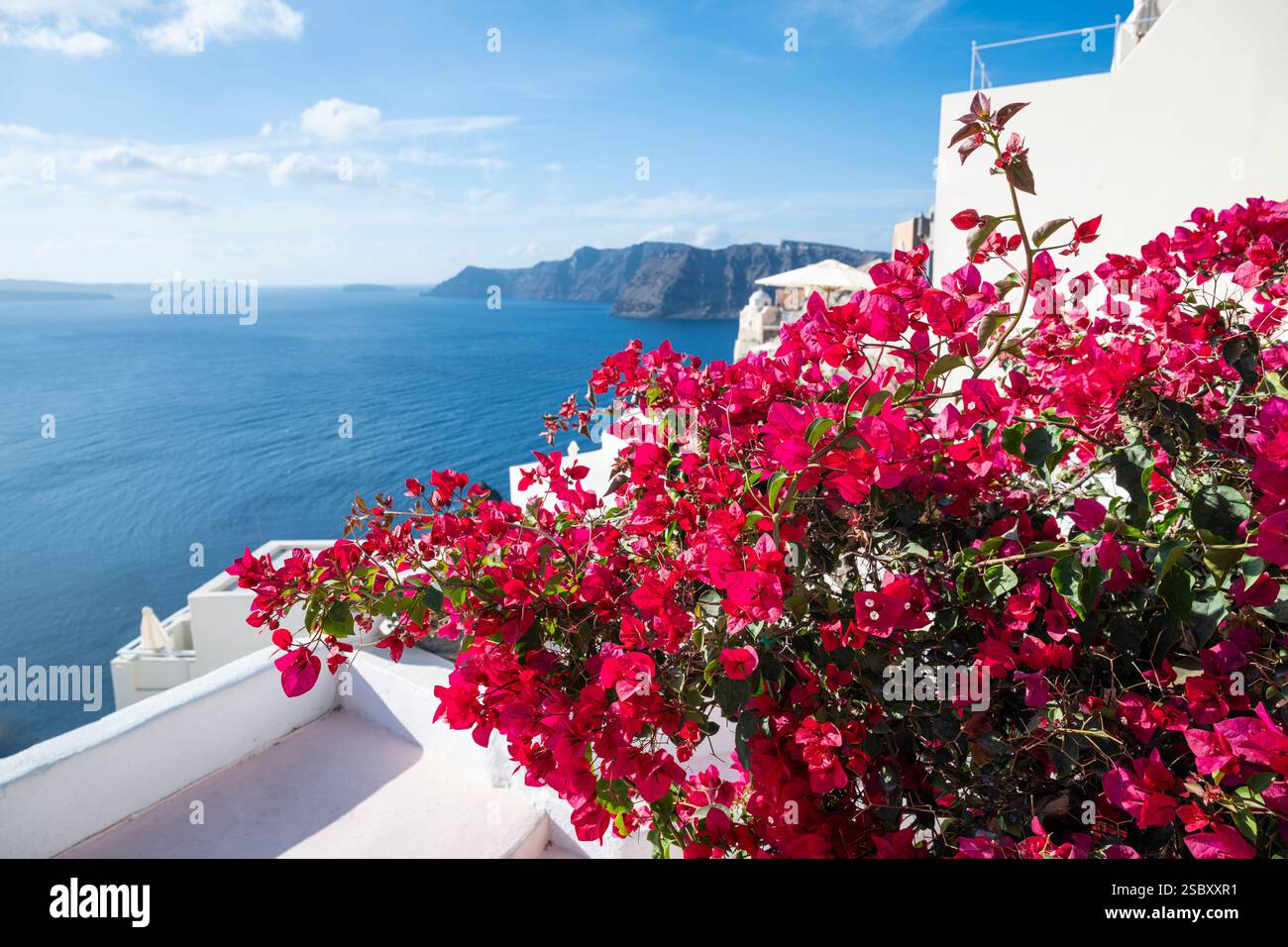 Fleurs de bougainvilliers rouges devant les façades blanches et la vue sur la mer dans la caldeira de Santorin, mer Égée, Grèce Banque D'Images