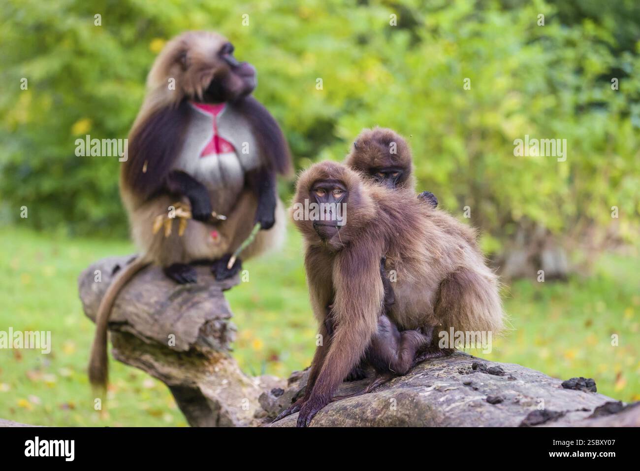 Famille de Gelada (Theropithecus gelada), ou singe à coeur saignant avec un mâle, deux femelles et un bébé assis sur un arbre tombé. Une forêt verte dans la dista Banque D'Images
