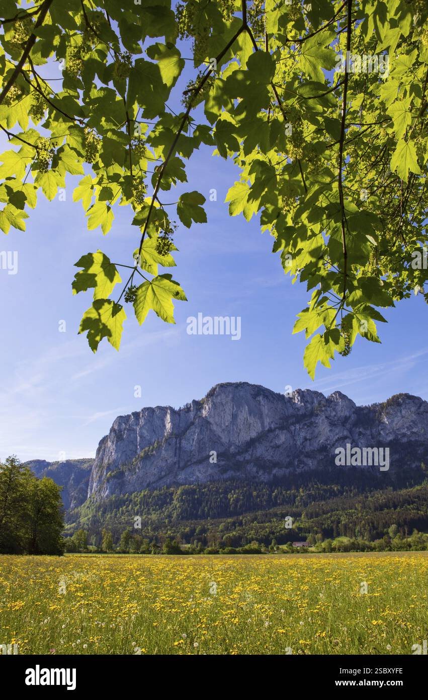 Érable et prairie de fleurs de printemps avec mur de dragon, Mondseeland, Salzkammergut, haute-Autriche, Autriche, Europe Banque D'Images