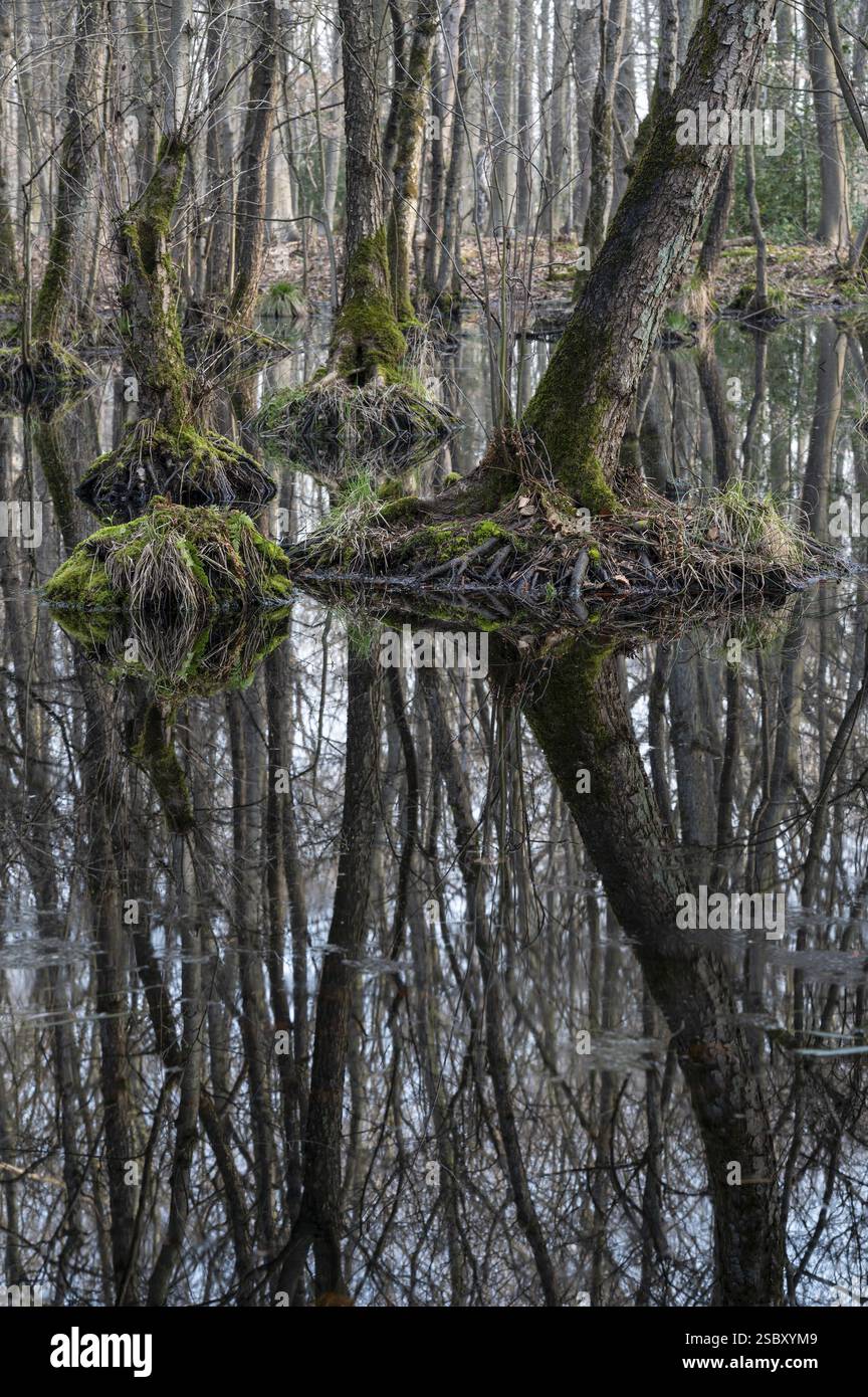 Forêt de carrière d'Alder au début du printemps, avec un niveau d'eau élevé, rétro-éclairé, avec étoile du soleil, Bottrop, région de la Ruhr, Rhénanie du Nord-Westphalie, Allemagne, Europe Banque D'Images