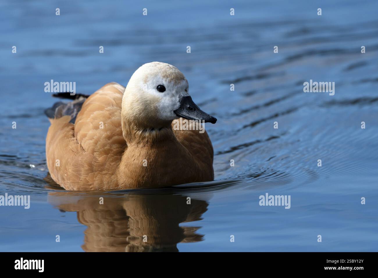 Canard roux (Tadorna ferruginea), dans l'eau, Heiligenhaus, Rhénanie-du-Nord-Westphalie, Allemagne, Europe Banque D'Images