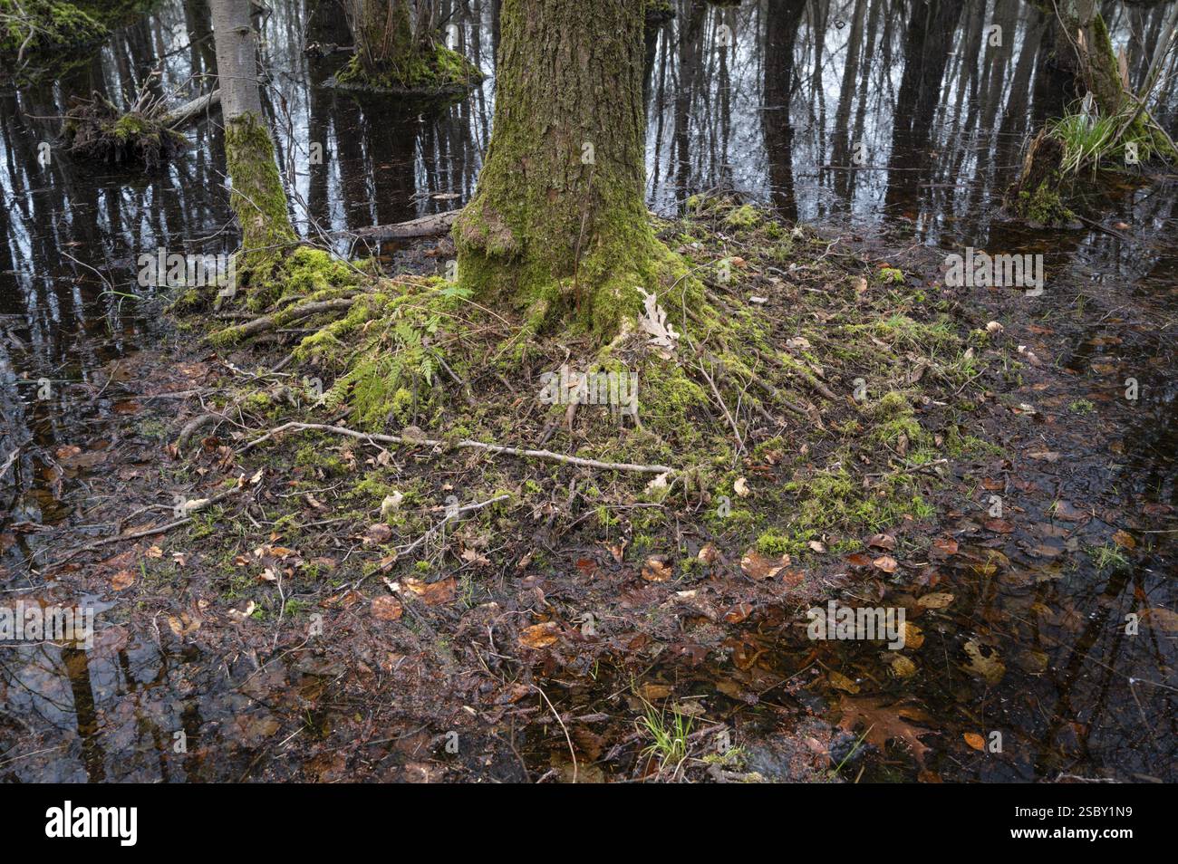 Forêt marécageuse d'Alder au début du printemps, avec un niveau d'eau élevé, Bottrop, région de la Ruhr, Rhénanie du Nord-Westphalie, Allemagne, Europe Banque D'Images