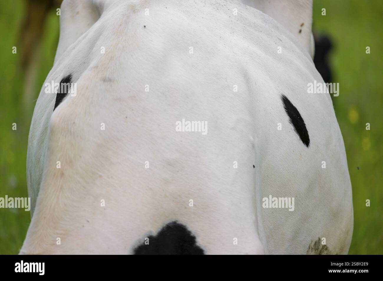 Motifs de vache. Un bétail frison Holstein qui paissait sur les pâturages alpins avec des érables, vallée de l'Eng, Autriche, Europe Banque D'Images