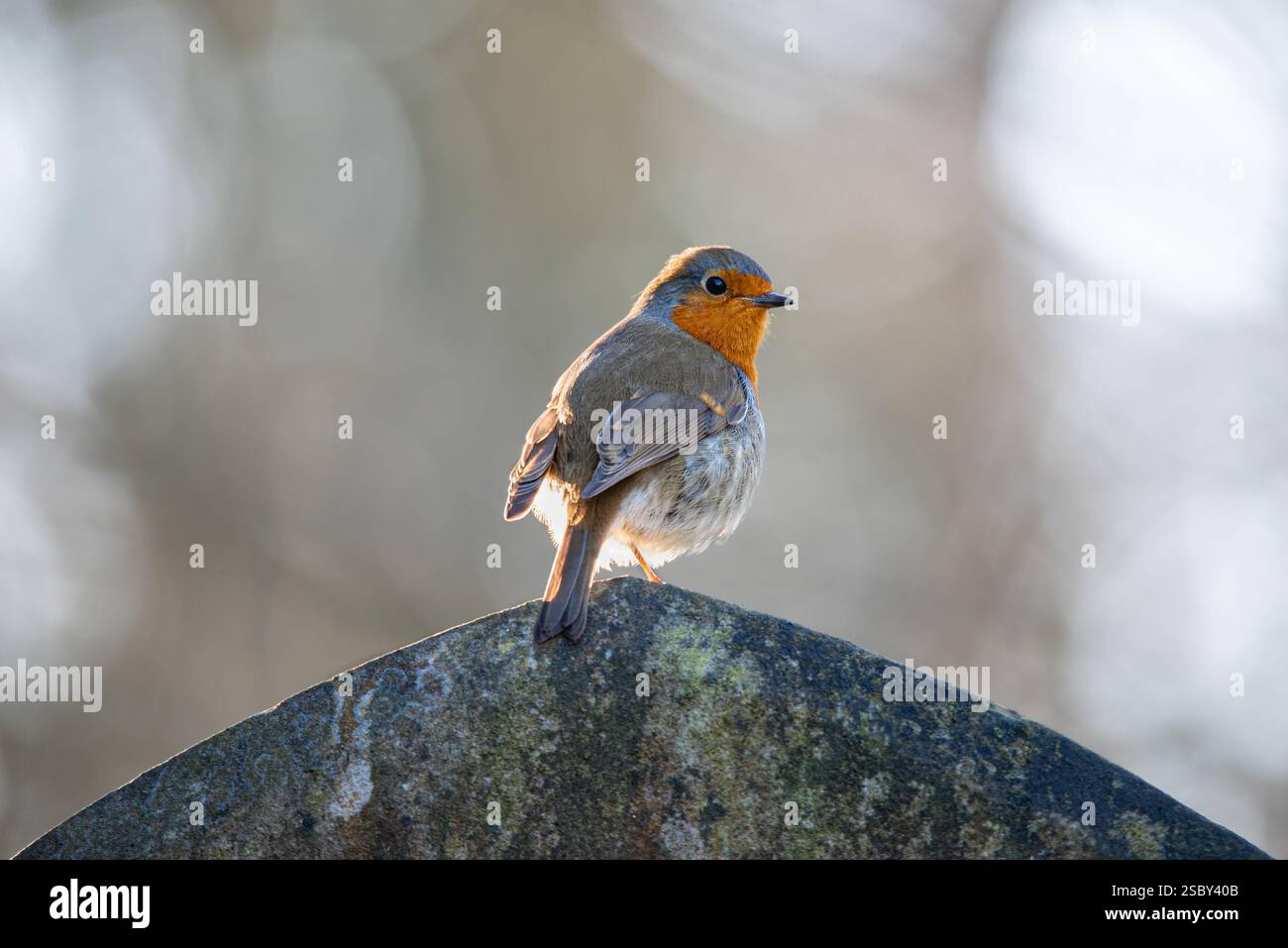 Petit oiseau rouge-gorge européen perché sur une pierre tombale. Robin RedBreast songbird Banque D'Images Petit oiseau rouge-gorge européen perché sur une pierre tombale. Robin RedBreast songbird Banque D'Images