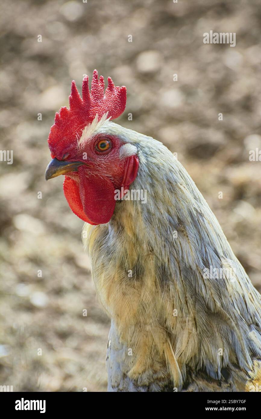 Portrait de Brown Leghorn Rooster Kaliakra, Bulgarie, Europe Banque D'Images