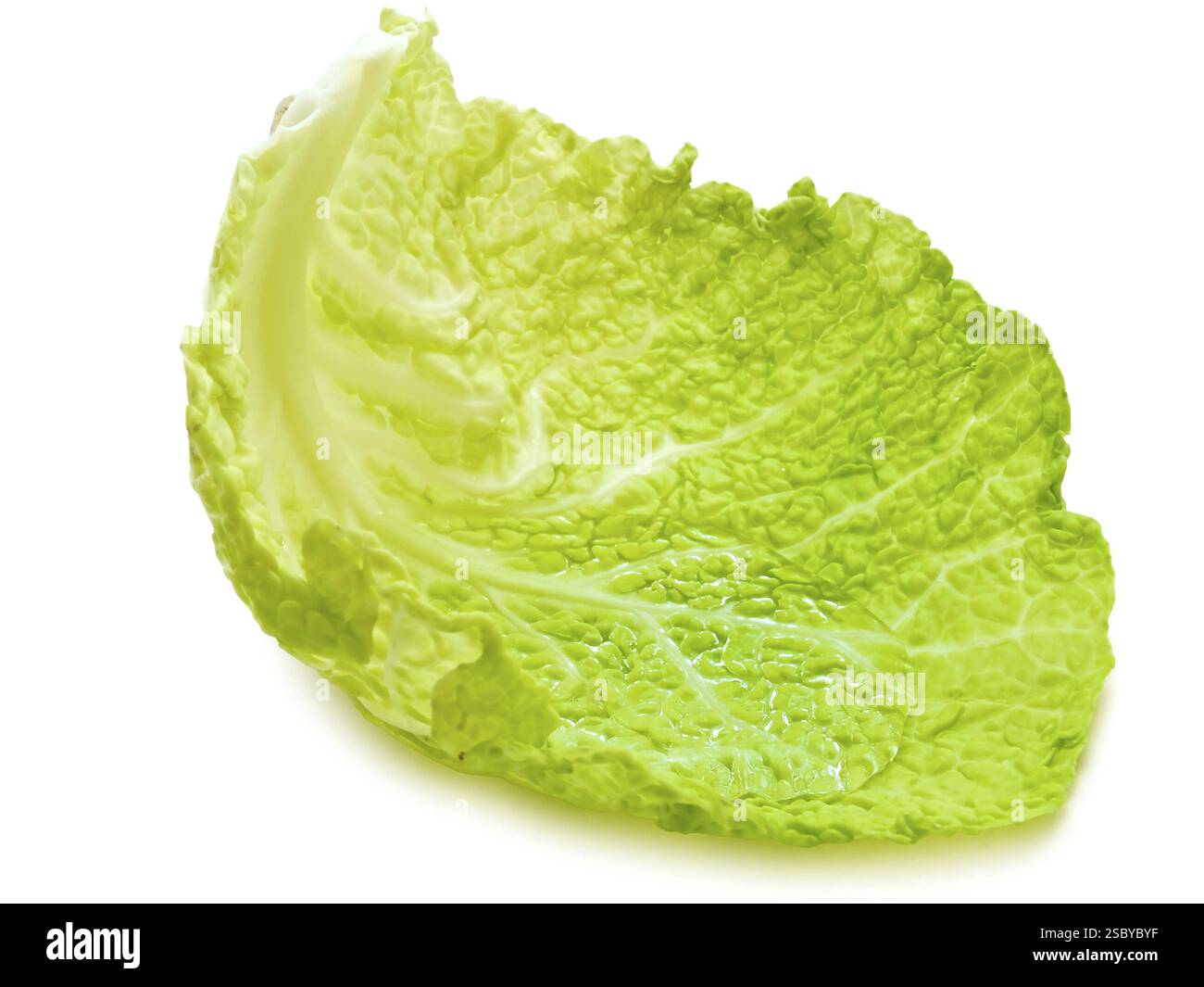Feuille de chou avec de l'eau claire à l'intérieur Banque D'Images