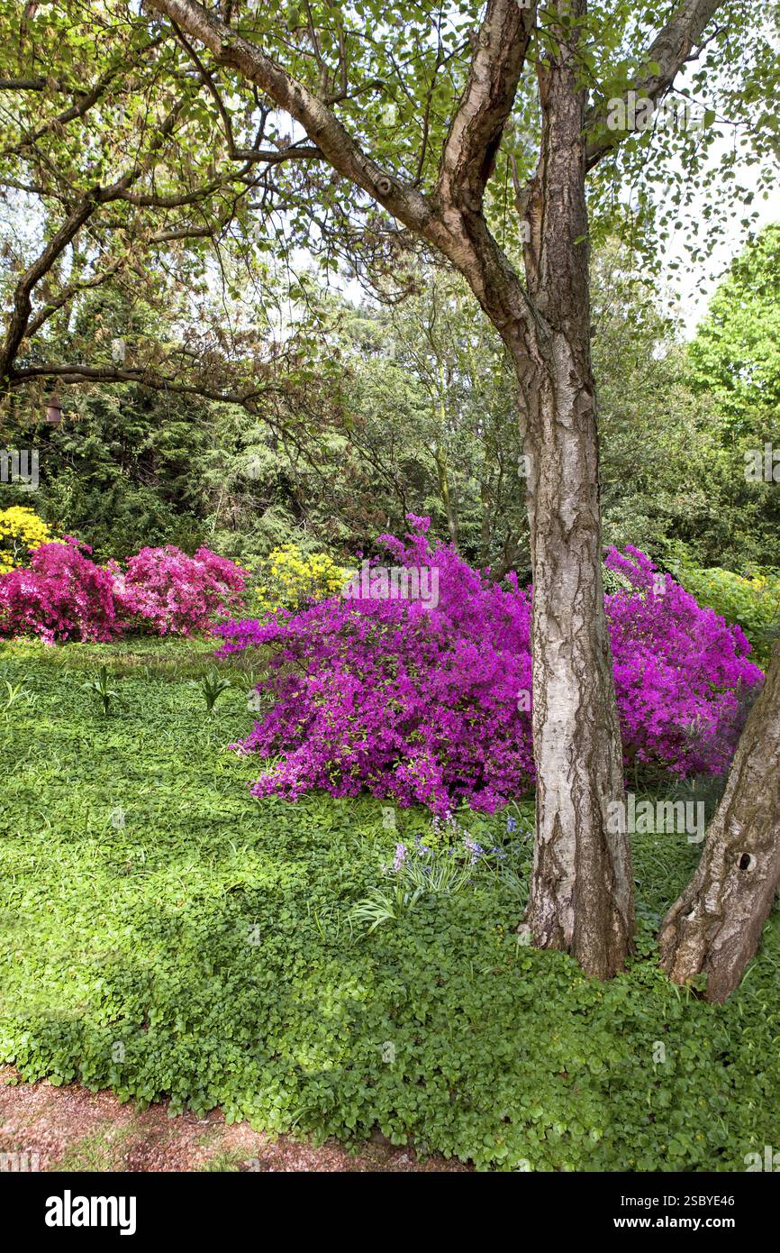 Rhododendron buissons dans Summer Sity Garden Banque D'Images