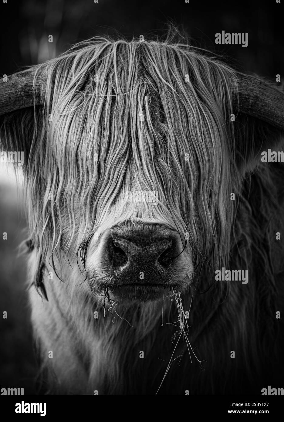 gros plan noir et blanc d'une vache montagneuse Banque D'Images