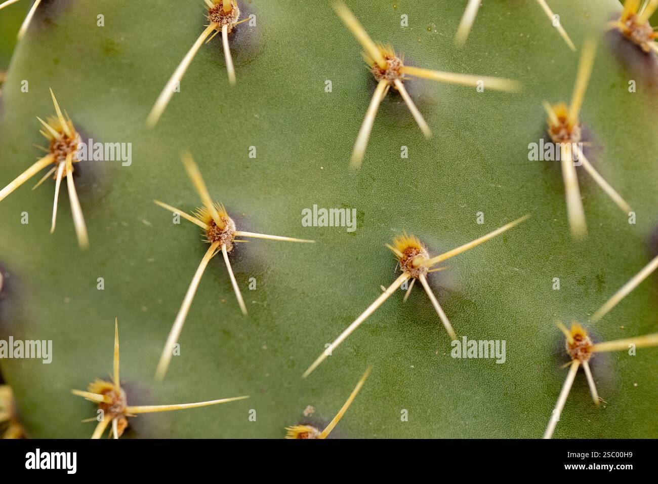 Texture de cactus vert, plein d'épines et de pointes dangereuses Banque D'Images