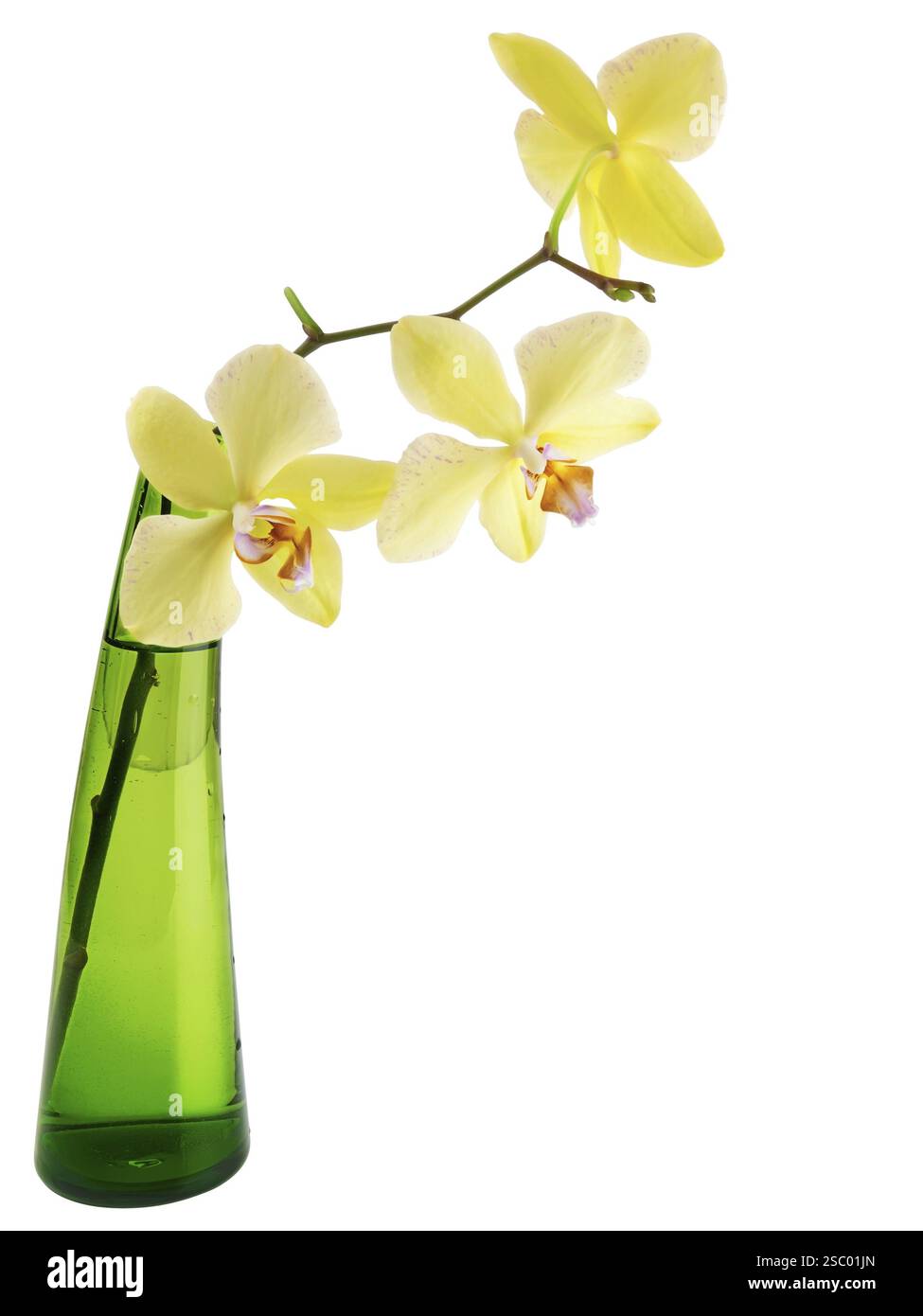 Orchidée jaune dans le vase en verre vert sur le fond blanc (chemin de détourage) Banque D'Images