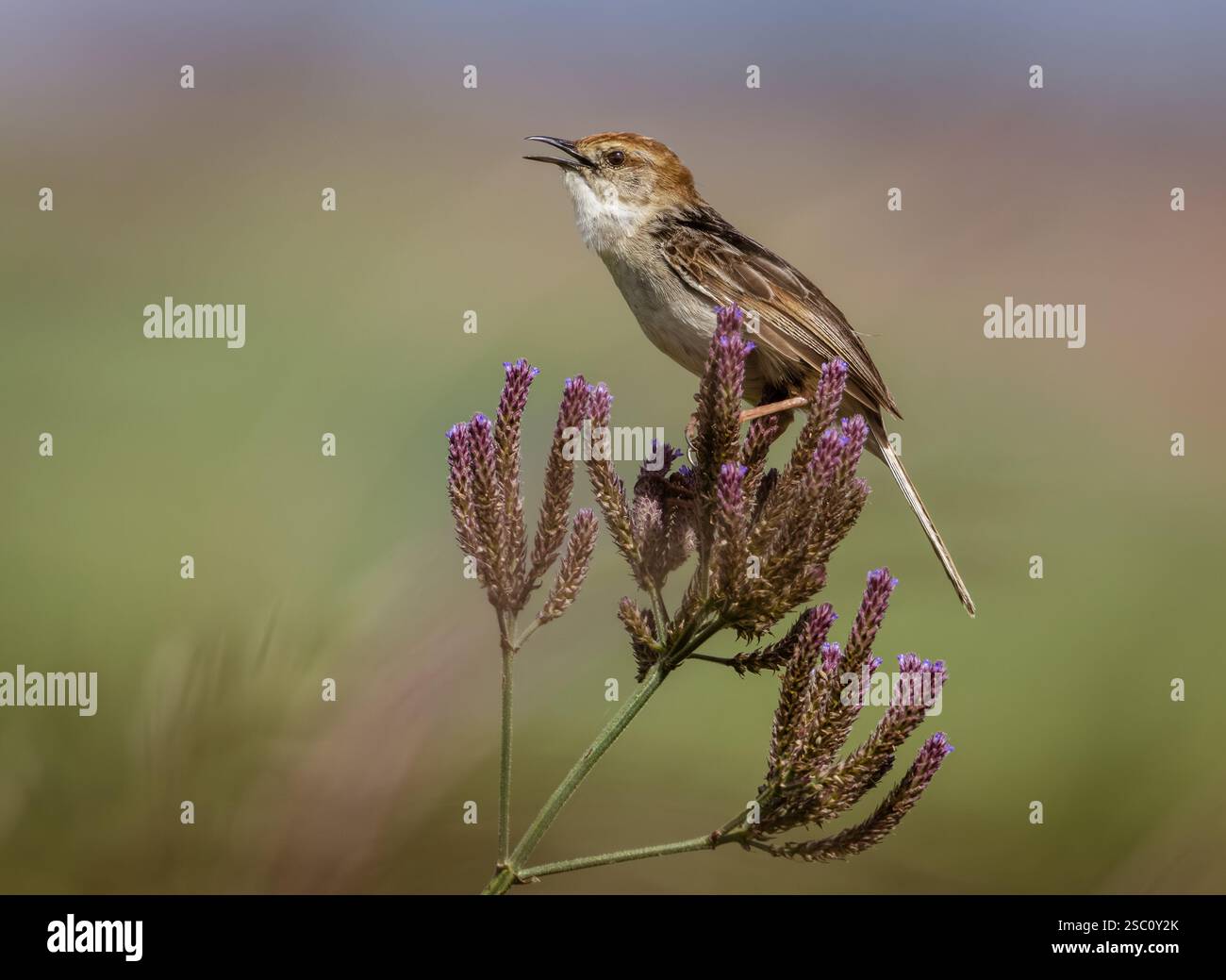 Chant des oiseaux. Banque D'Images